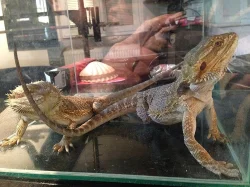 Agama vousatá 2 samci na páření