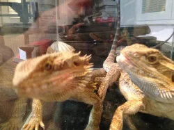 Agama vousatá 2 samci na páření