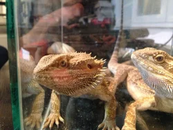 Agama vousatá 2 samci na páření