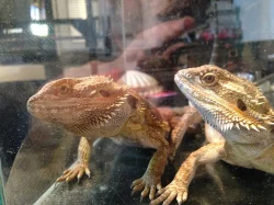 Agama vousatá 2 samci na páření