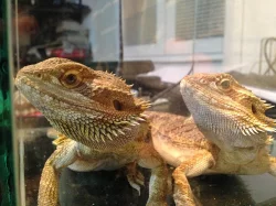 Agama vousatá 2 samci na páření