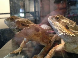Agama vousatá 2 samci na páření
