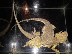 Agama vousatá 2 samci na páření