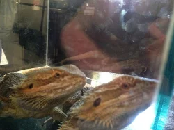 Agama vousatá 2 samci na páření