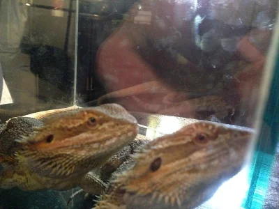 Agama vousatá 2 samci na páření