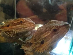 Agama vousatá 2 samci na páření