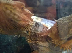 Agama vousatá 2 samci na páření