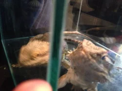 Agama vousatá 2 samci na páření