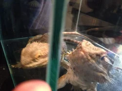 Agama vousatá 2 samci na páření