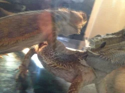 Agama vousatá 2 samci na páření