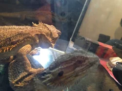 Agama vousatá 2 samci na páření