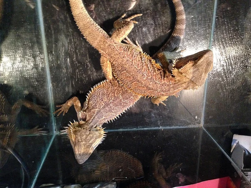 Agama vousatá 2 samci na páření