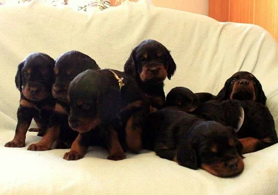 Štěňata gordonsetra s PP k odběru