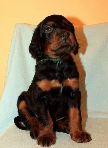 Štěňata gordonsetra s PP k odběru