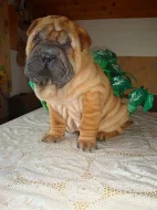 Šarpej, Shar- pei
