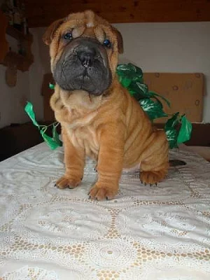 Šarpej, Shar- pei