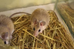 Myš bodlinatá