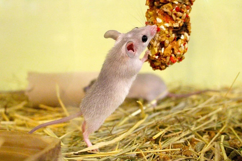 Bodlinatka sinajská