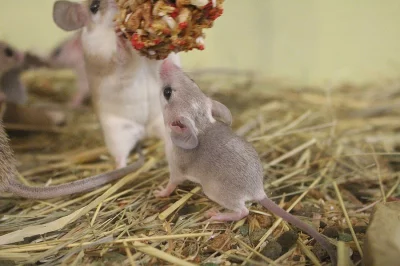 Bodlinatka sinajská