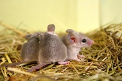 Bodlinatka sinajská