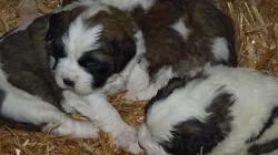 Moskevský strážní pes