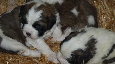 Moskevský strážní pes