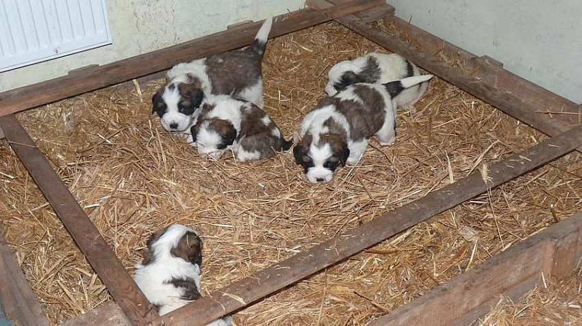 Moskevský strážní pes