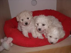 Boloňský psík štěňata pejsci, fenky