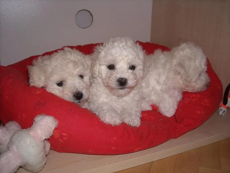 Boloňský psík štěňata pejsci, fenky