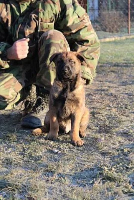Belgický ovčiak-Malinois