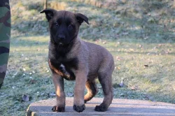 Belgický ovčiak-Malinois