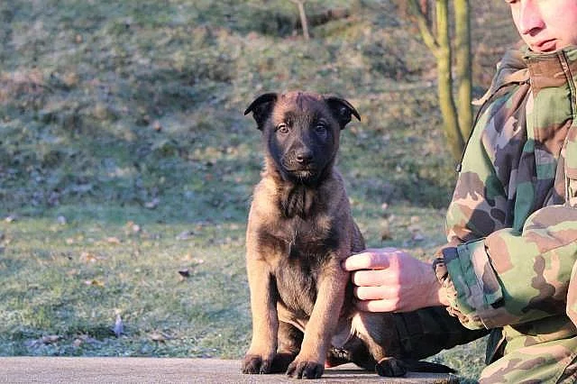 Belgický ovčiak-Malinois