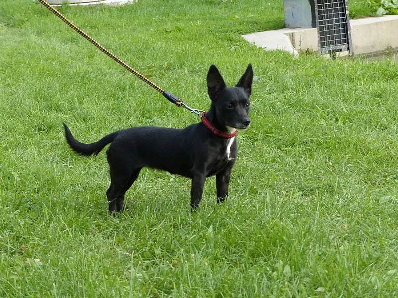 Mladá kříženka jezevčíka Cassie - nabídka