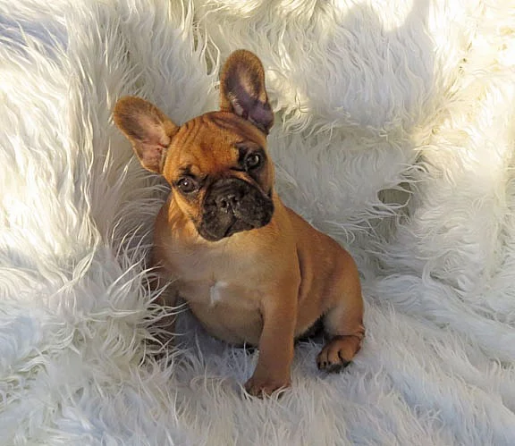 hezký french bulldog štěňata k dispozici