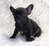 hezký french bulldog štěňata k dispozici