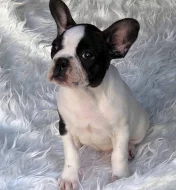 hezký french bulldog štěňata k dispozici