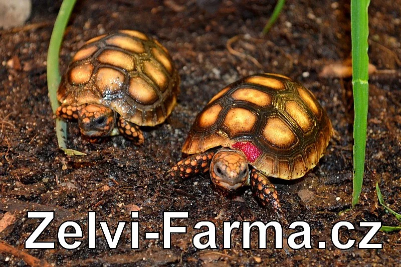 EXOTICKÉ ŽELVY UHLÍŘSKÉ – vlastní odchov!