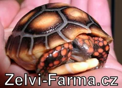 EXOTICKÉ ŽELVY UHLÍŘSKÉ – vlastní odchov!