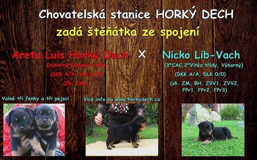 Rotvajler štěňátka s PP
