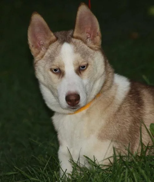 Sibiřský Husky