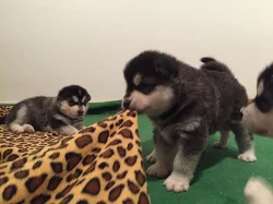 Štěňata Husky x Malamut