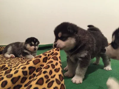 Štěňata Husky x Malamut