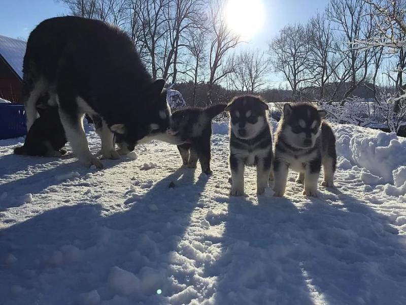 Štěňata Husky x Malamut