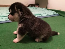 Štěňata Husky x Malamut