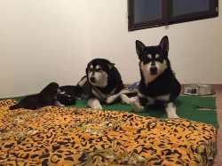 Štěňata Husky x Malamut