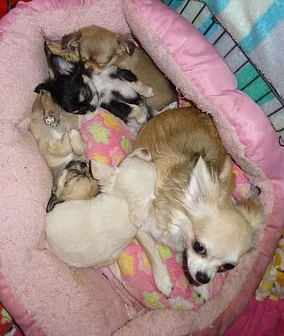 Nabízím k prodeji štěňátka čivavy dlouhosrsté s PP