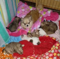 Nabízím k prodeji štěňátka čivavy dlouhosrsté s PP