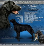 Krytí Flat Coated Retrieverem