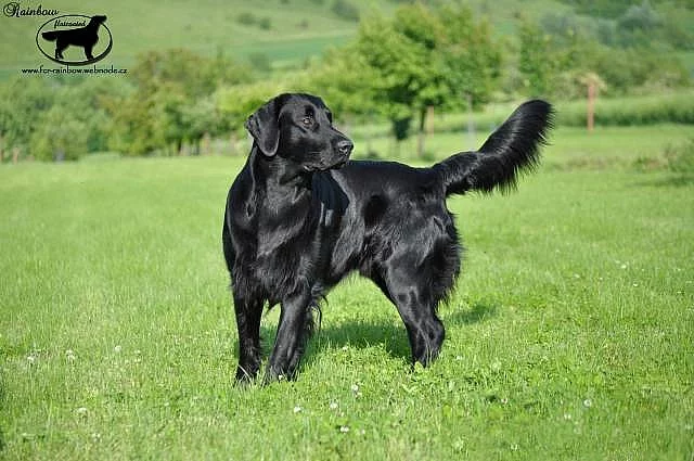 Krytí Flat Coated Retrieverem