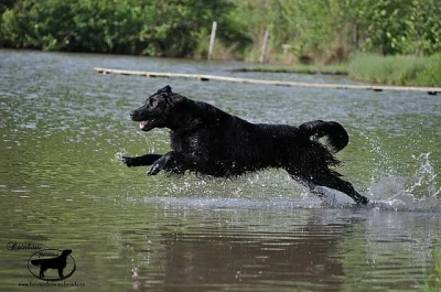 Krytí Flat Coated Retrieverem